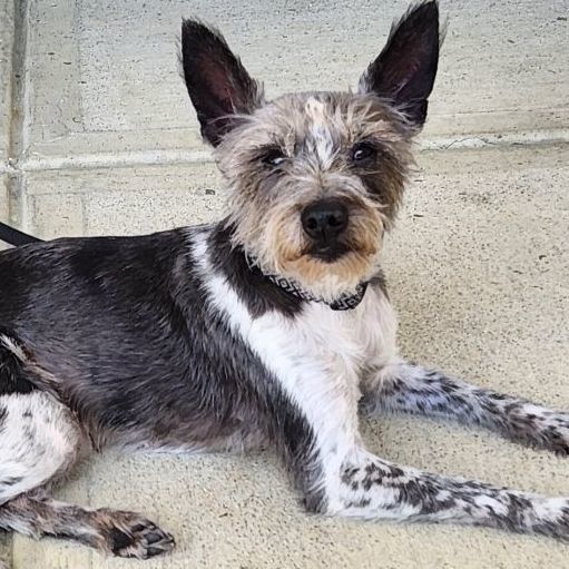 Miniature Schnauzer  Riverstone Veterinary Group