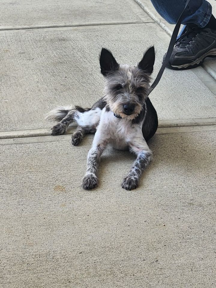 Miniature schnauzer best sale boston terrier mix