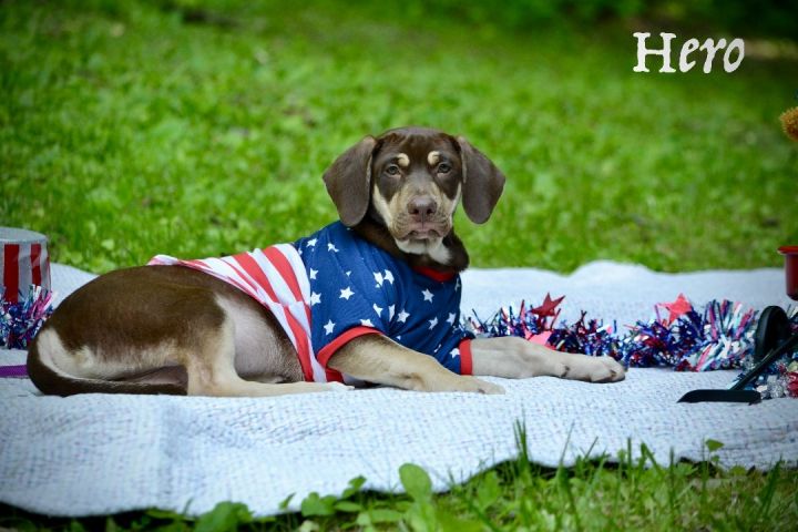 Hero, an adoptable Husky & Shepherd Mix in Sevierville, TN_image-3