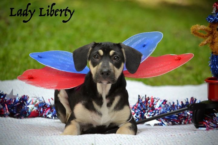 Lady Liberty  1