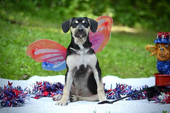 Lady Liberty , an adoptable Husky & Shepherd Mix in Sevierville, TN_image-2