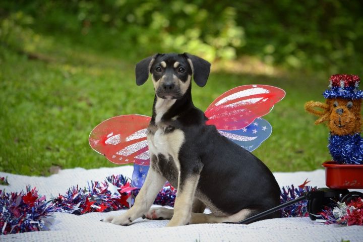 Lady Liberty , an adoptable Husky & Shepherd Mix in Sevierville, TN_image-3