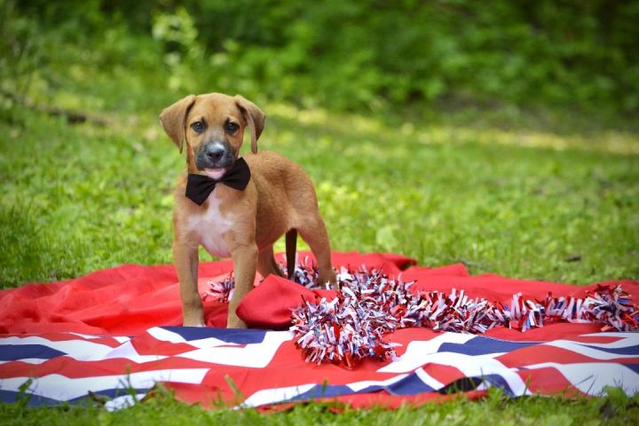 Harry , an adoptable Boxer Mix in Sevierville, TN_image-2
