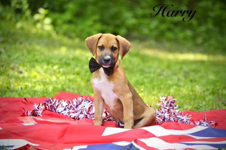 Harry , an adoptable Boxer Mix in Sevierville, TN_image-1