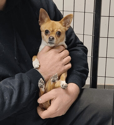 Maya, an adoptable Chihuahua in Vaudreuil-Dorion, QC, J7V 8P2 | Photo Image 1