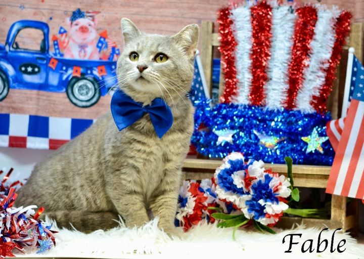 Fable, an adoptable Domestic Short Hair in Sevierville, TN_image-1
