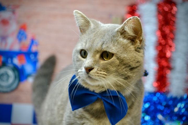 Fable, an adoptable Domestic Short Hair in Sevierville, TN_image-3