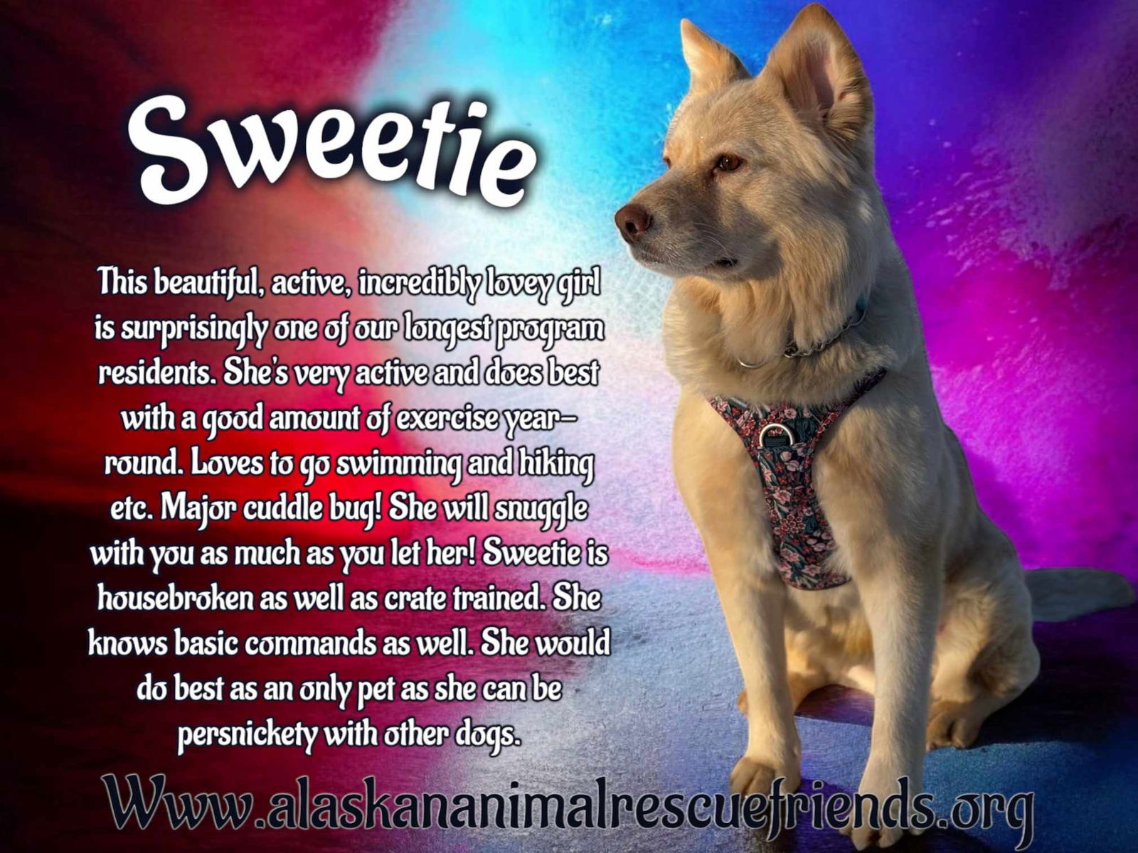 Sweetie, an adoptable Golden Retriever, Husky in Anchorage, AK, 99503 | Photo Image 1