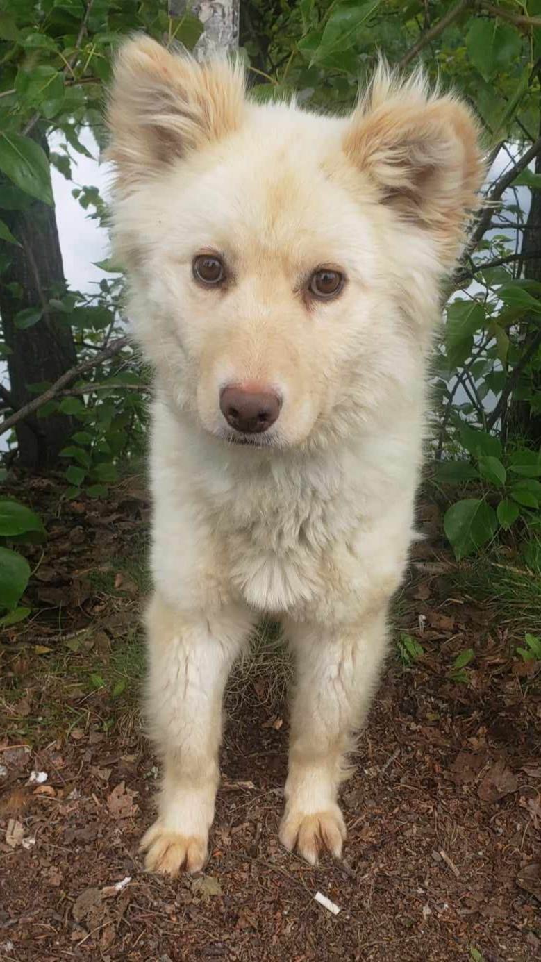 Sweetie, an adoptable Golden Retriever, Husky in Anchorage, AK, 99503 | Photo Image 2