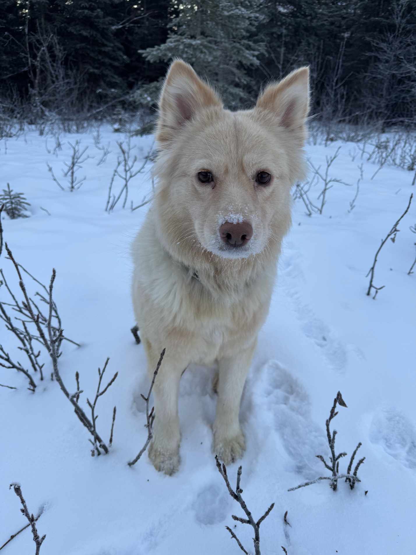 Sweetie, an adoptable Golden Retriever, Husky in Anchorage, AK, 99503 | Photo Image 2