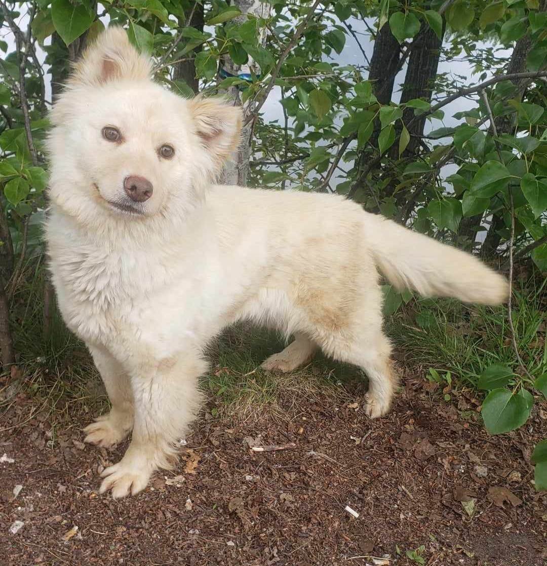 Sweetie, an adoptable Golden Retriever, Husky in Anchorage, AK, 99503 | Photo Image 3