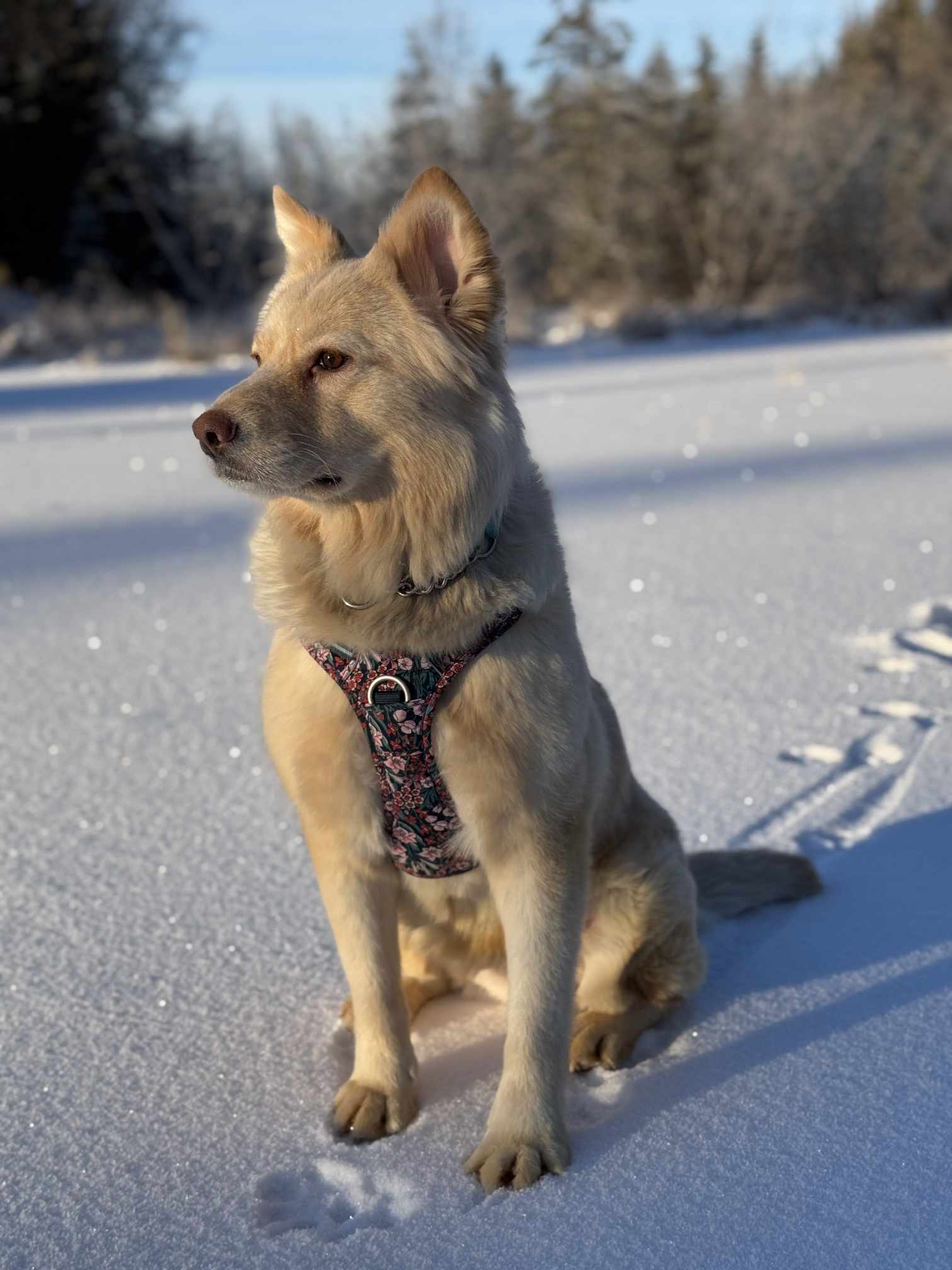 Sweetie, an adoptable Golden Retriever, Husky in Anchorage, AK, 99503 | Photo Image 3