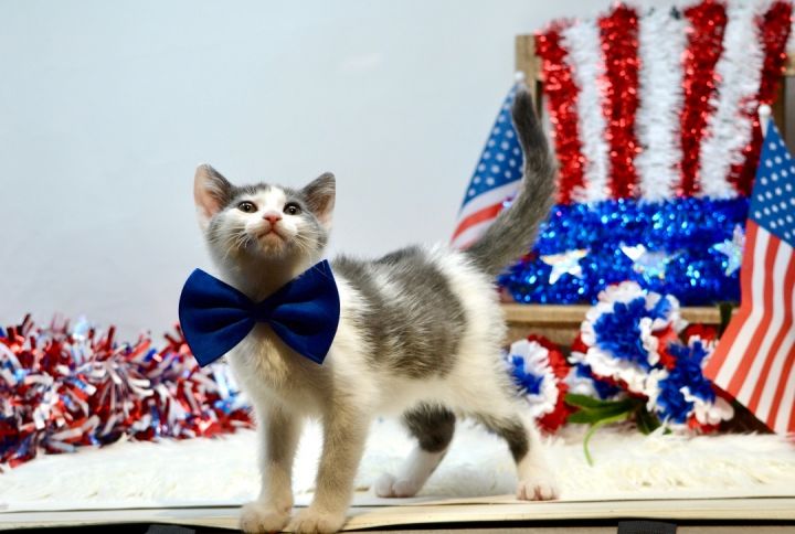 Jeckle, an adoptable Domestic Short Hair in Sevierville, TN_image-3