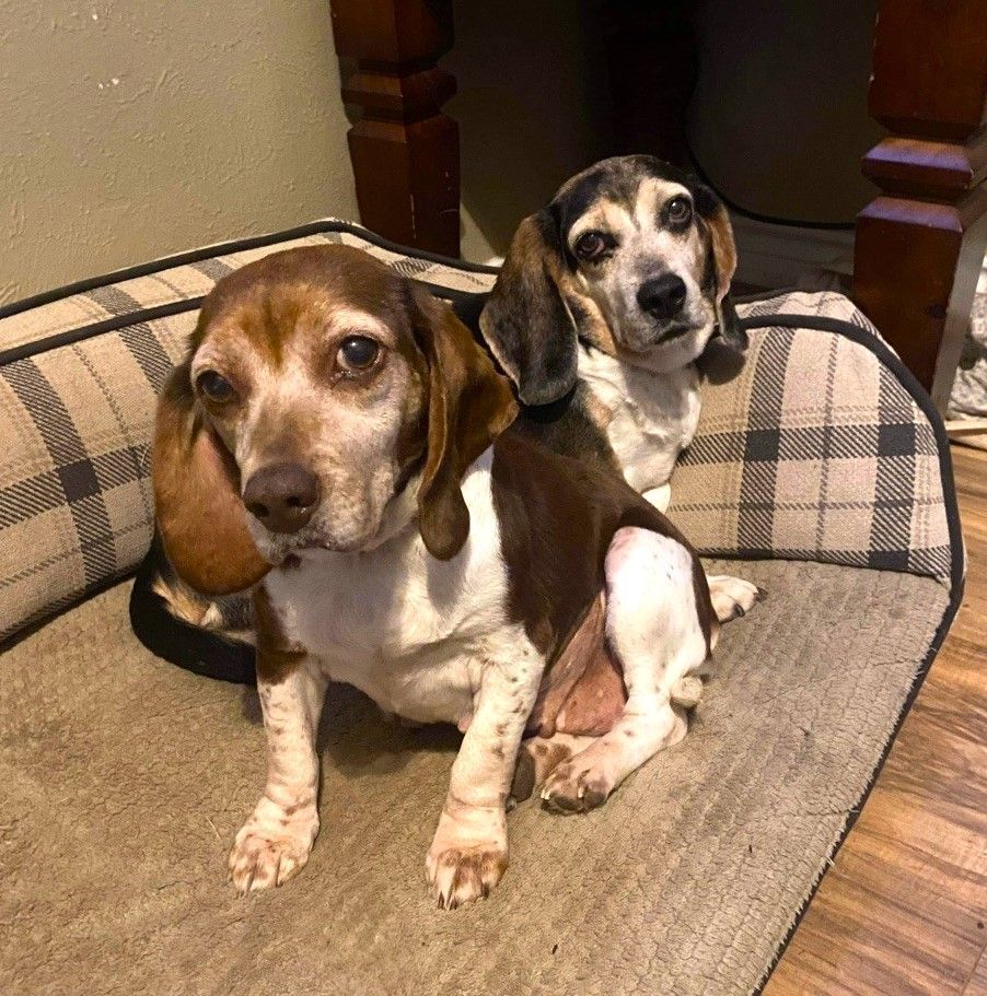 Bailey and Scout, an adoptable Basset Hound, Beagle in Milwaukee, WI, 53213 | Photo Image 1