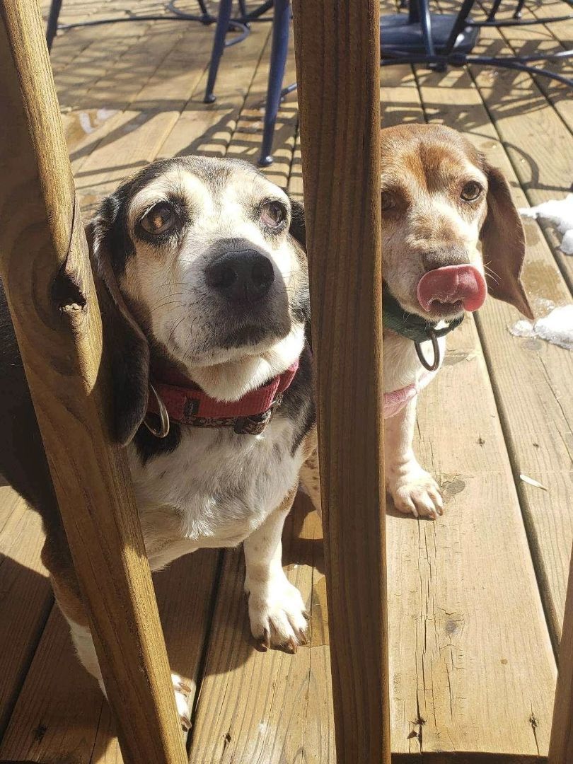 Bailey and Scout, an adoptable Basset Hound, Beagle in Milwaukee, WI, 53213 | Photo Image 2