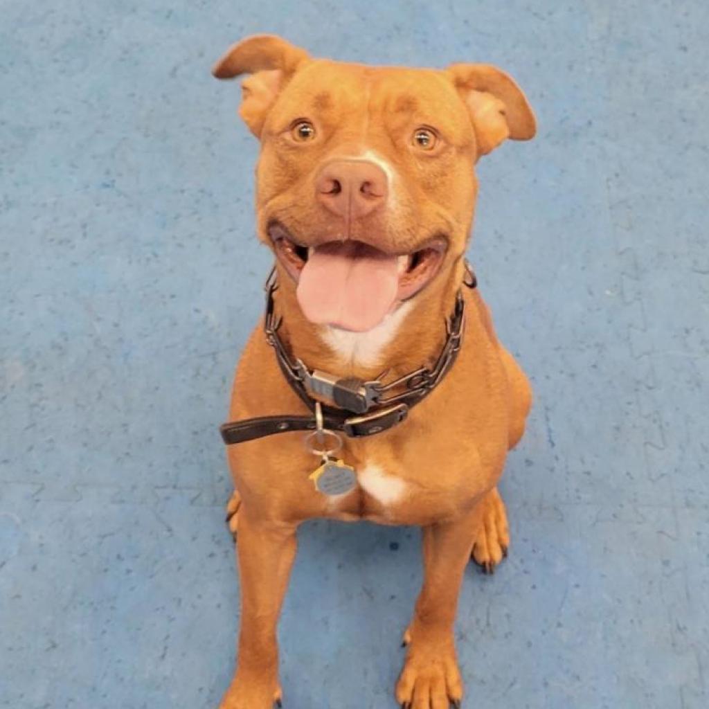 DeLayney, an adoptable Pit Bull Terrier in Phoenix, AZ, 85028 | Photo Image 1