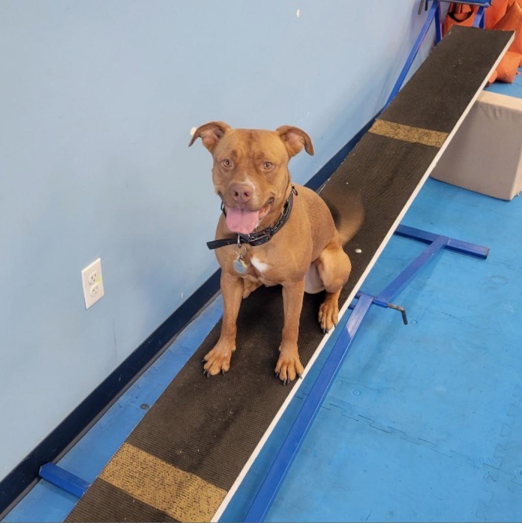 DeLayney, an adoptable Pit Bull Terrier in Phoenix, AZ, 85028 | Photo Image 2