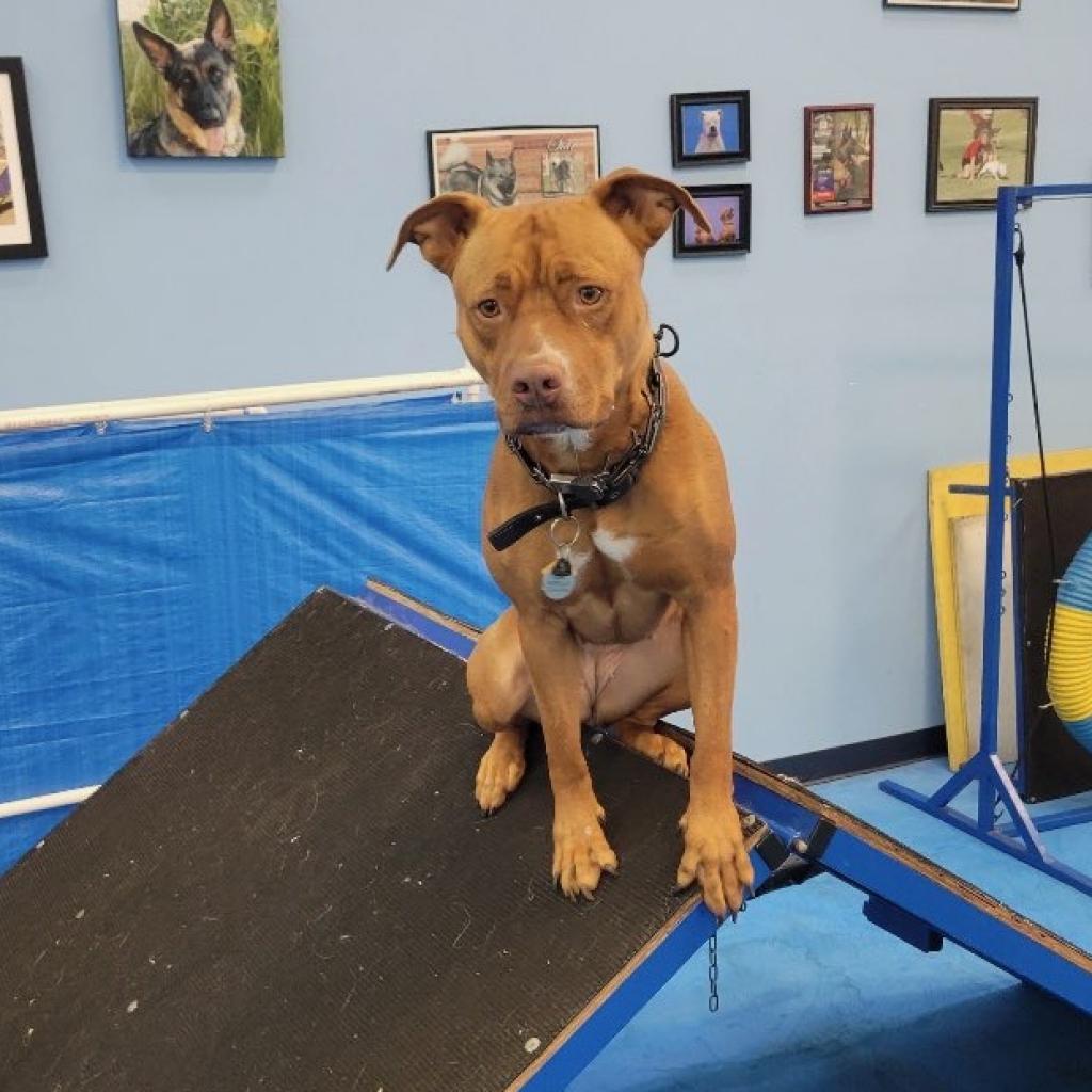 DeLayney, an adoptable Pit Bull Terrier in Phoenix, AZ, 85028 | Photo Image 3