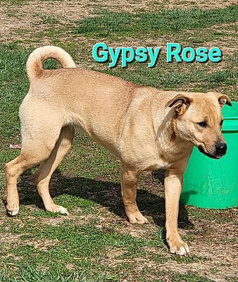Gypsy Rose 