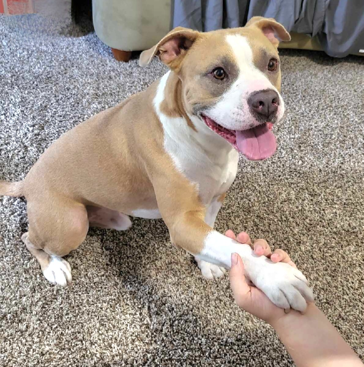 Harvey, an adoptable Pit Bull Terrier in Arlee, MT, 59821 | Photo Image 1