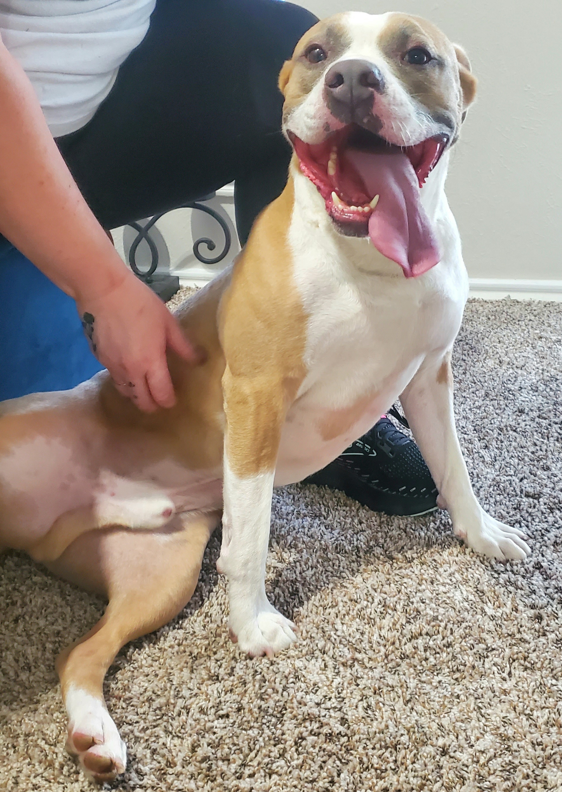 Harvey, an adoptable Pit Bull Terrier in Arlee, MT, 59821 | Photo Image 2