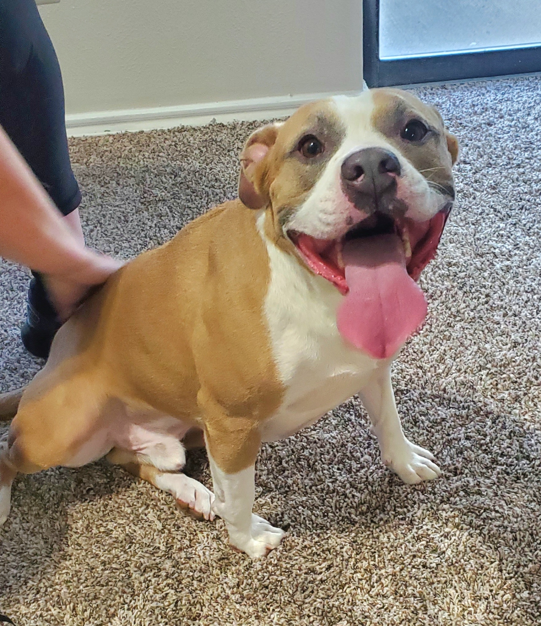 Harvey, an adoptable Pit Bull Terrier in Arlee, MT, 59821 | Photo Image 3