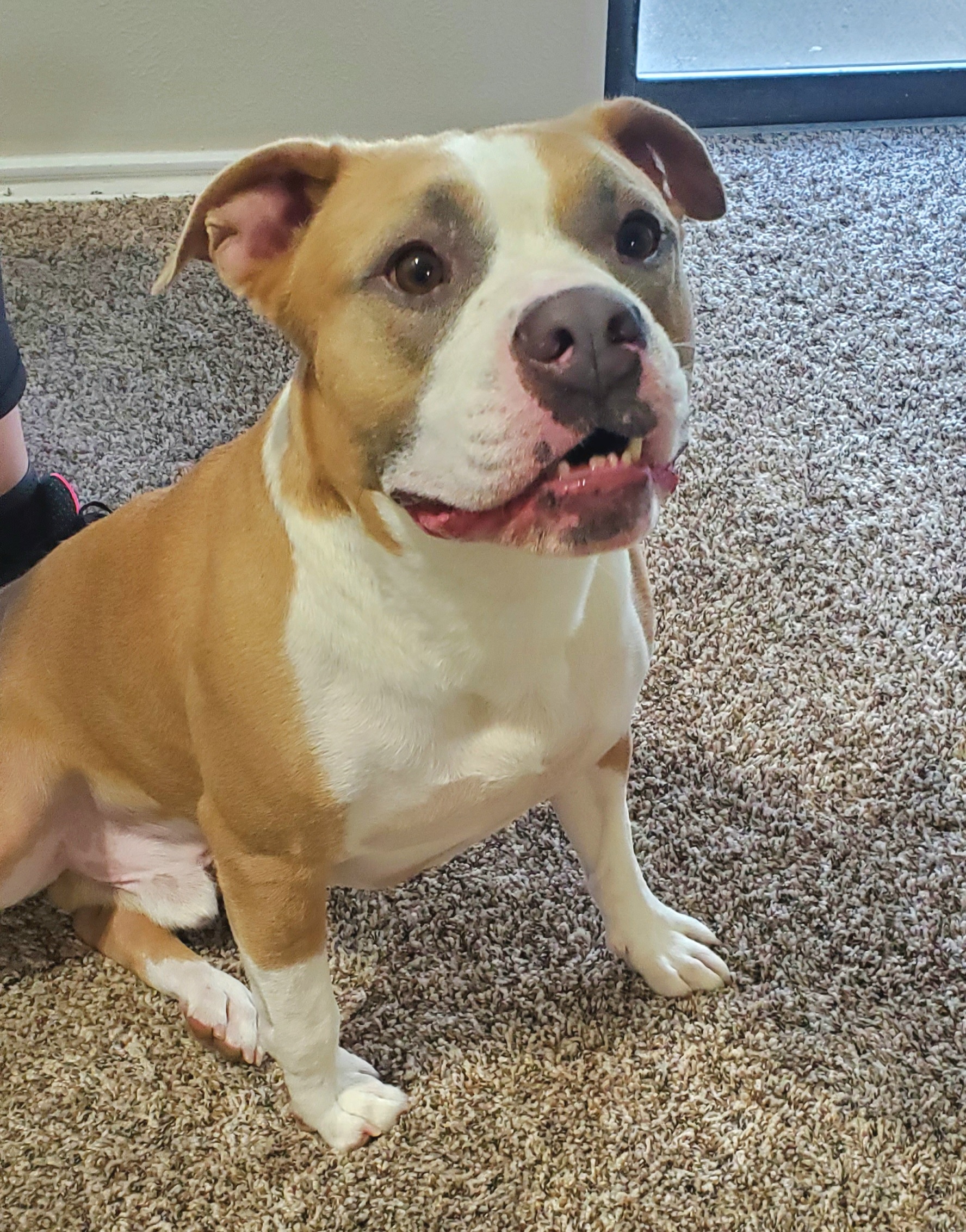 Harvey, an adoptable Pit Bull Terrier in Arlee, MT, 59821 | Photo Image 4