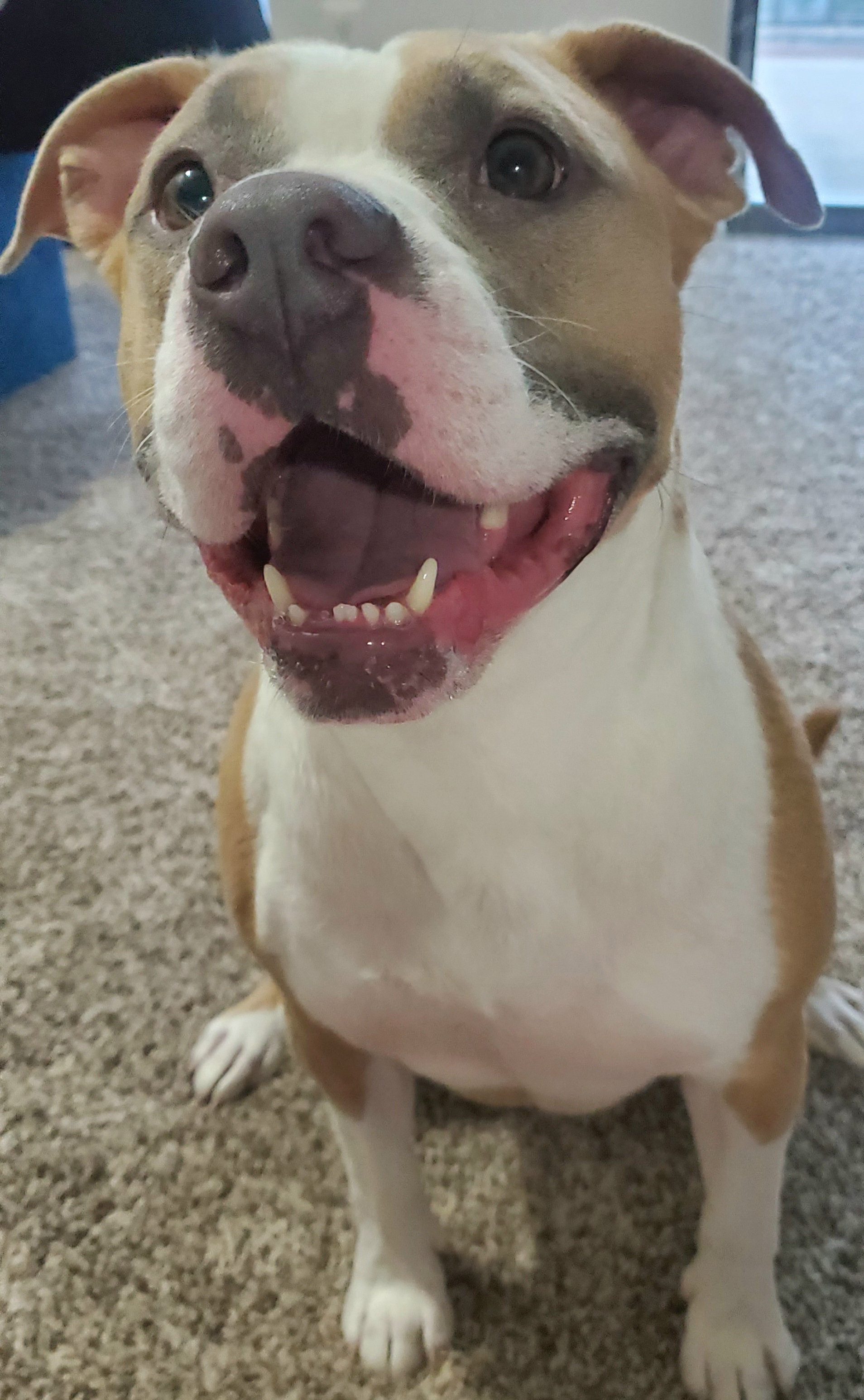 Harvey, an adoptable Pit Bull Terrier in Arlee, MT, 59821 | Photo Image 5