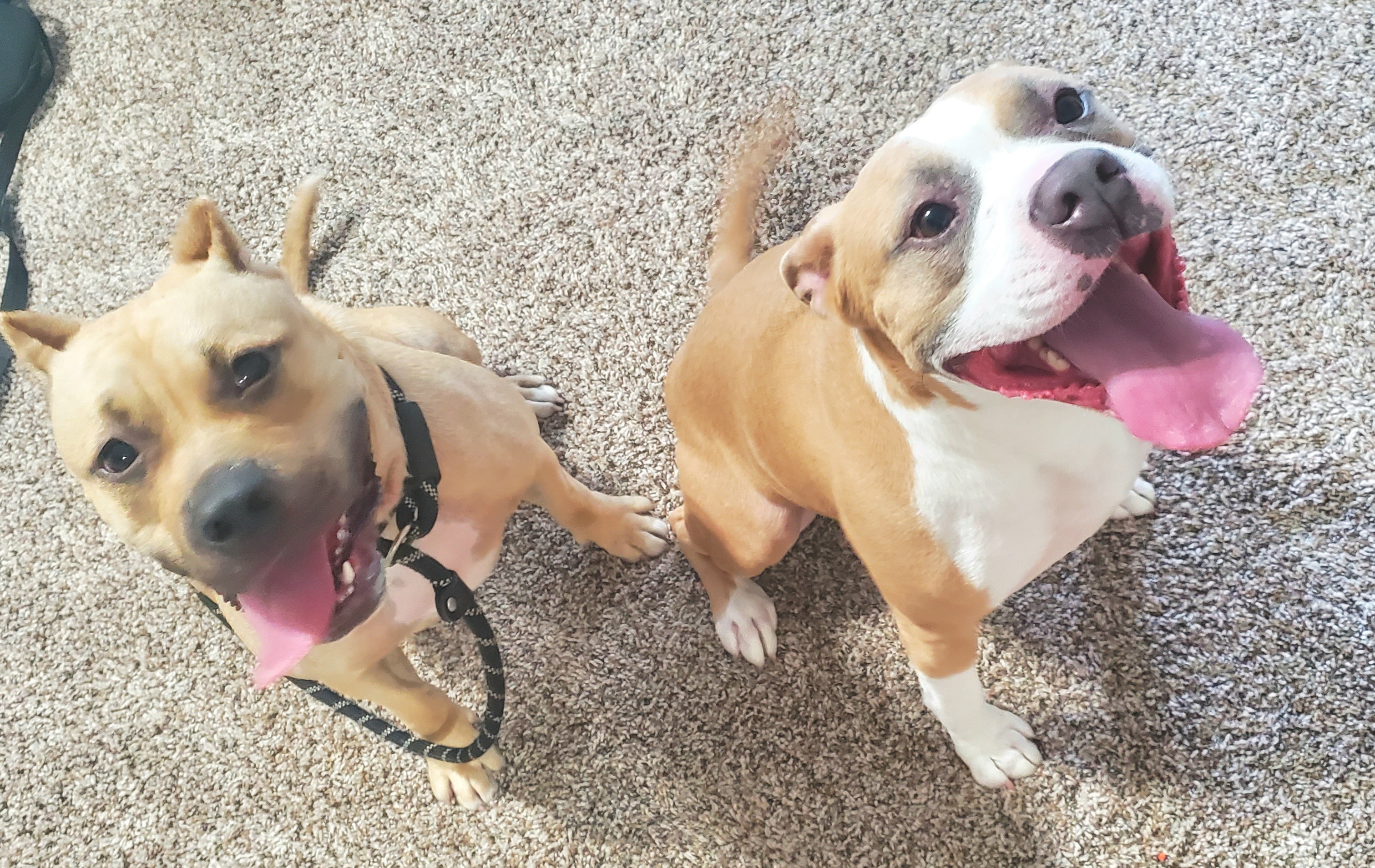 Harvey, an adoptable Pit Bull Terrier in Arlee, MT, 59821 | Photo Image 6