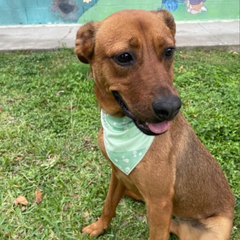 Madison, an adoptable Mixed Breed in Laredo, TX, 78041 | Photo Image 1