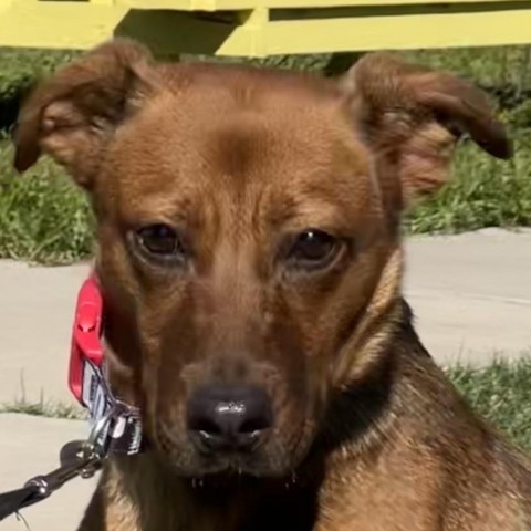 Madison, an adoptable Mixed Breed in Laredo, TX, 78041 | Photo Image 2