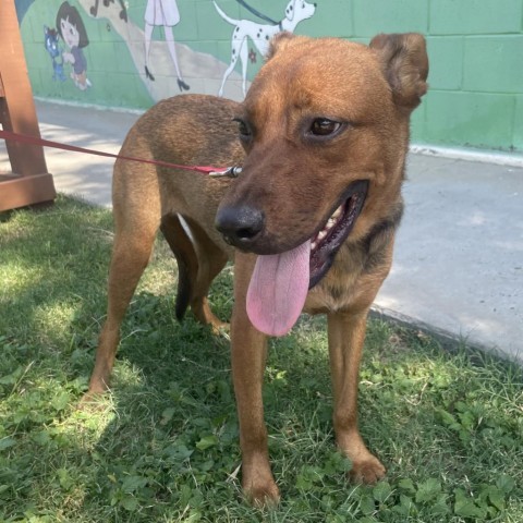 Madison, an adoptable Mixed Breed in Laredo, TX, 78041 | Photo Image 4