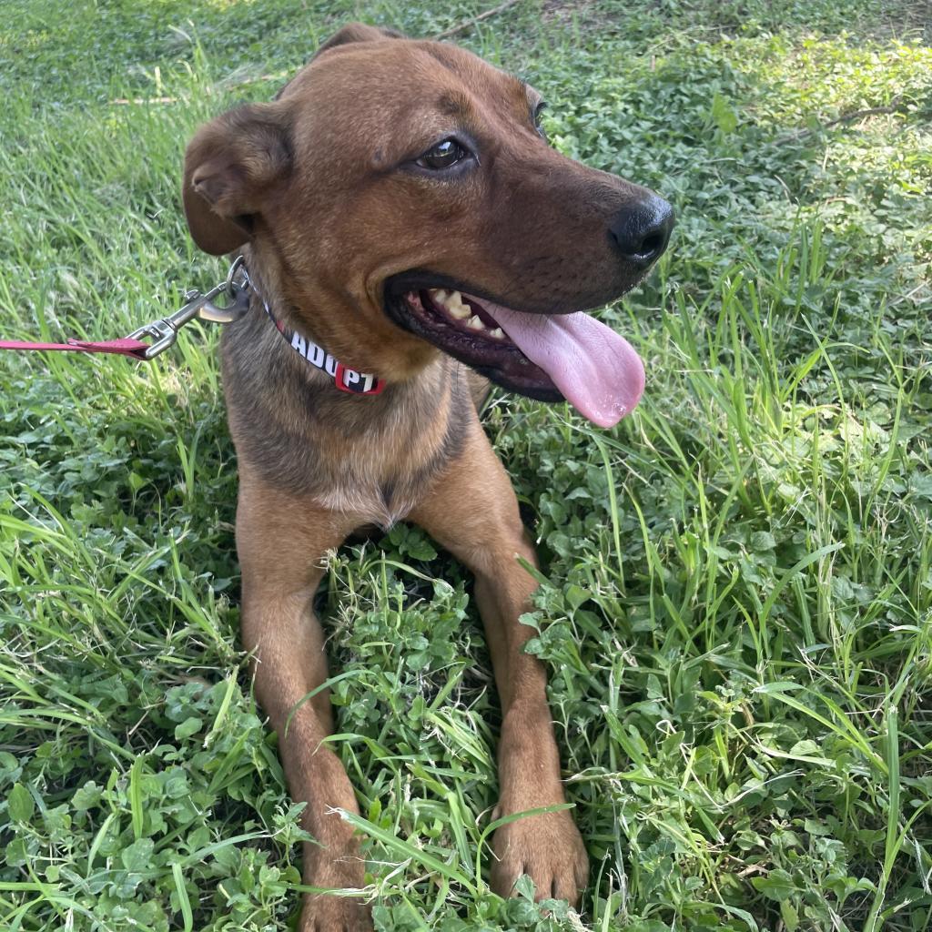 Madison, an adoptable Mixed Breed in Laredo, TX, 78041 | Photo Image 4