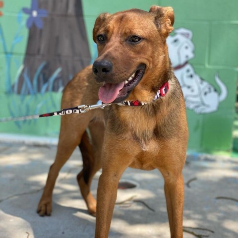 Madison, an adoptable Mixed Breed in Laredo, TX, 78041 | Photo Image 6