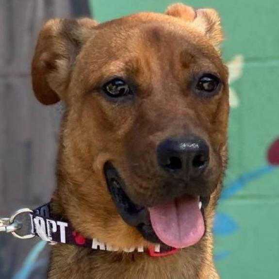 Madison, an adoptable Mixed Breed in Laredo, TX, 78041 | Photo Image 6
