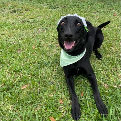 Black lab belgian malinois sales mix