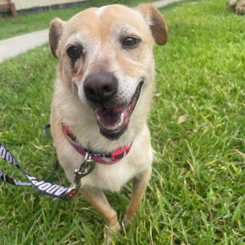 Jill, an adoptable Chihuahua in Laredo, TX, 78041 | Photo Image 1