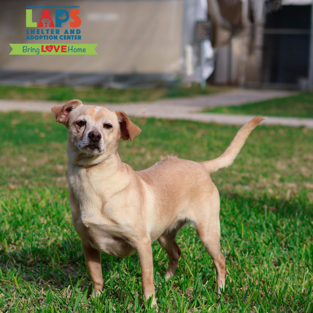 Jill, an adoptable Chihuahua in Laredo, TX, 78041 | Photo Image 1