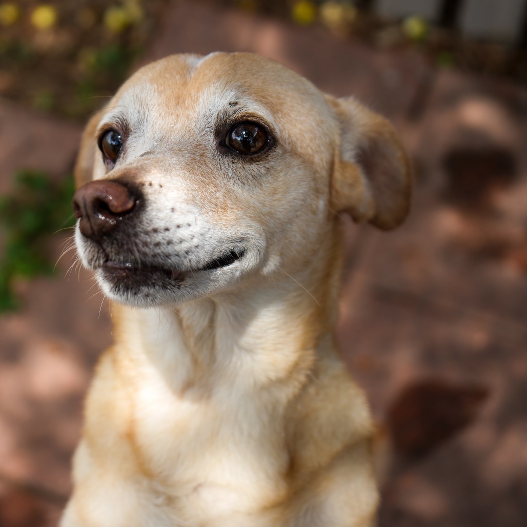 Jill, an adoptable Chihuahua in Laredo, TX, 78041 | Photo Image 1
