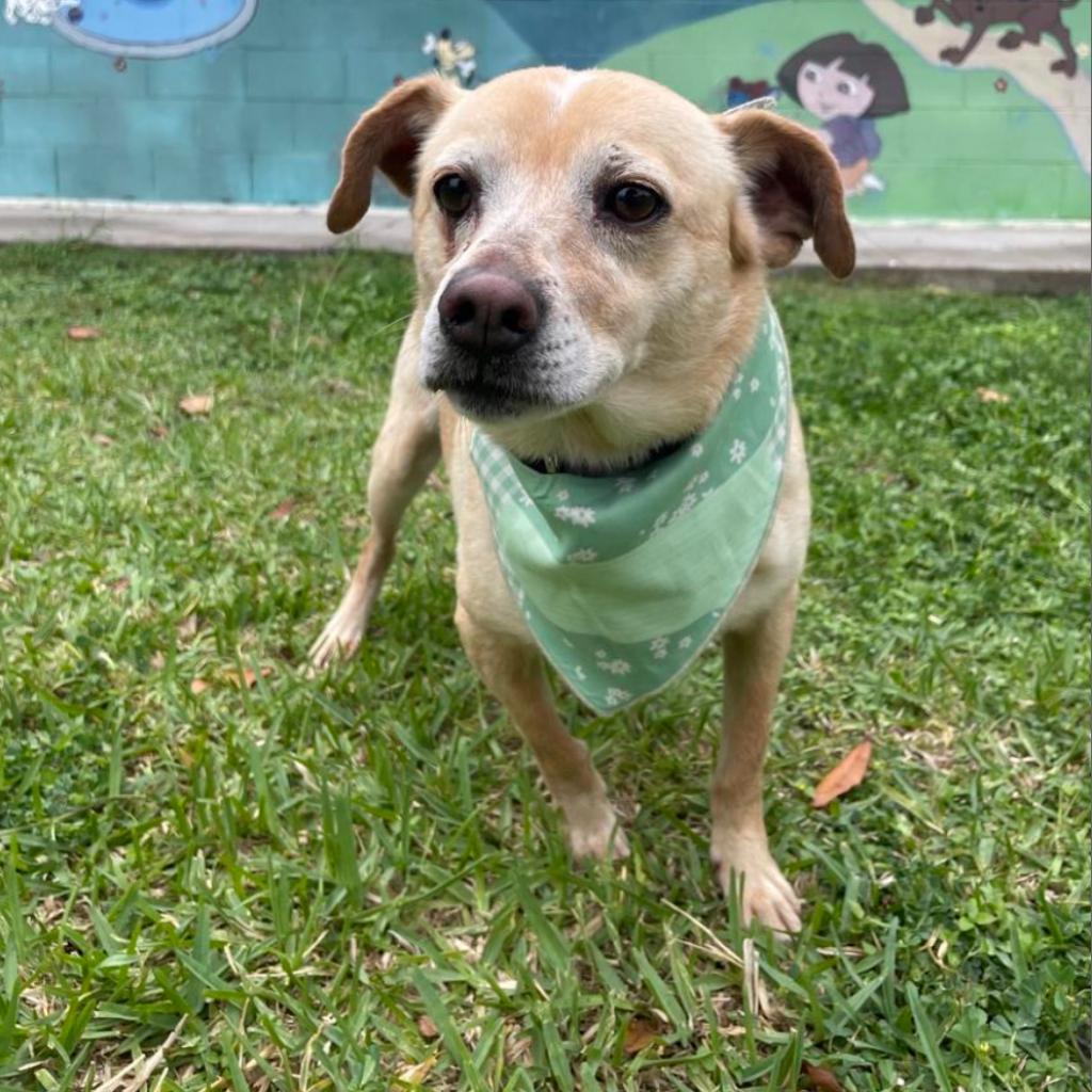 Jill, an adoptable Chihuahua in Laredo, TX, 78041 | Photo Image 3