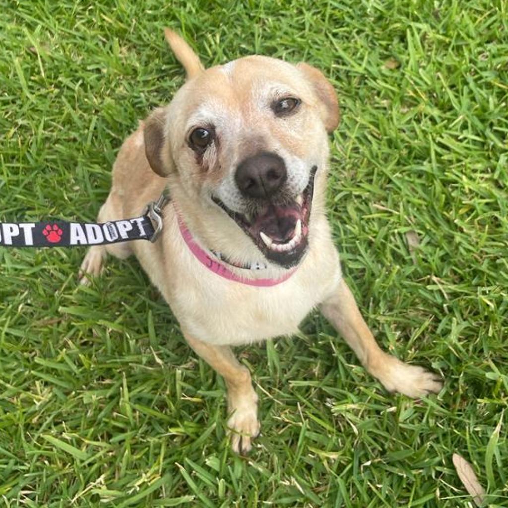 Jill, an adoptable Chihuahua in Laredo, TX, 78041 | Photo Image 4
