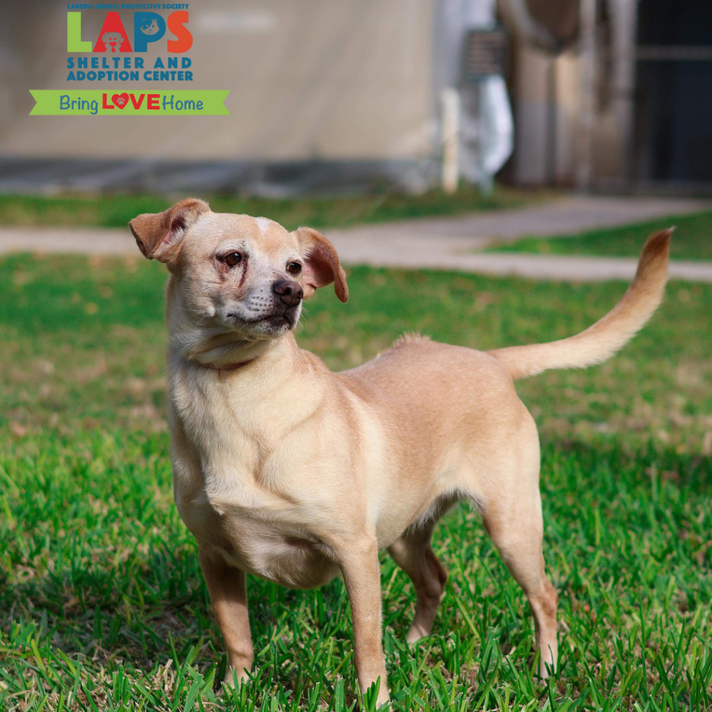 Jill, an adoptable Chihuahua in Laredo, TX, 78041 | Photo Image 5