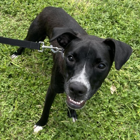 Lucky, an adoptable Boxer, Labrador Retriever in Laredo, TX, 78041 | Photo Image 2