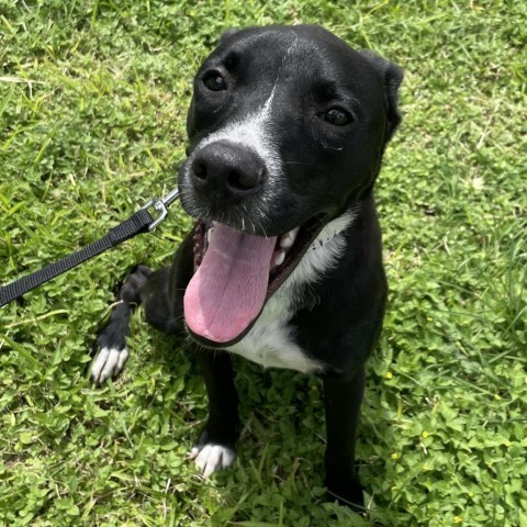 Lucky, an adoptable Boxer, Labrador Retriever in Laredo, TX, 78041 | Photo Image 4