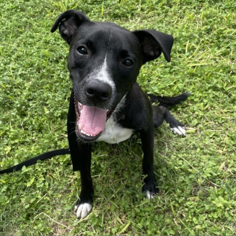 Lucky, an adoptable Boxer, Labrador Retriever in Laredo, TX, 78041 | Photo Image 5