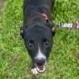 Lucky, an adoptable Boxer, Labrador Retriever in Laredo, TX, 78041 | Photo Image 6