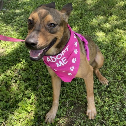 Meatball, an adoptable Labrador Retriever, Pit Bull Terrier in Laredo, TX, 78041 | Photo Image 1