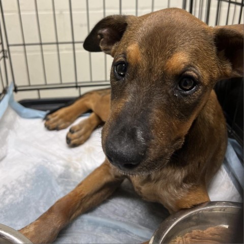 Meatball, an adoptable Labrador Retriever, Pit Bull Terrier in Laredo, TX, 78041 | Photo Image 2