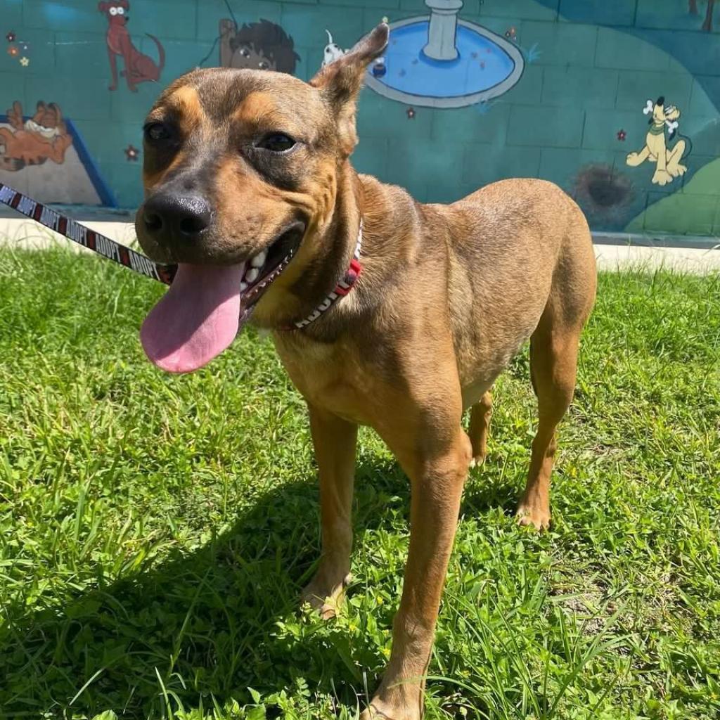Meatball, an adoptable Labrador Retriever, Pit Bull Terrier in Laredo, TX, 78041 | Photo Image 2