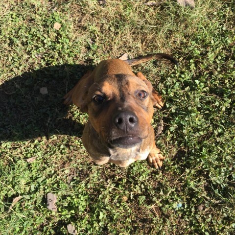 Meatball, an adoptable Labrador Retriever, Pit Bull Terrier in Laredo, TX, 78041 | Photo Image 3